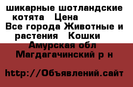 шикарные шотландские котята › Цена ­ 15 000 - Все города Животные и растения » Кошки   . Амурская обл.,Магдагачинский р-н